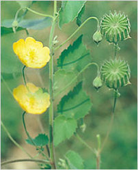 Abutilon Indicum herbs