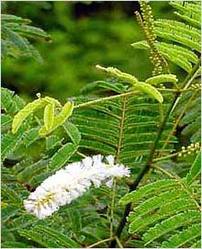 Acacia Catechu