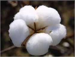 Pure white Raw Cotton